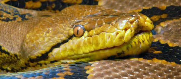 Una pitón reticulada (archivo) - Sputnik Mundo