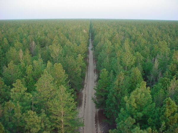 Venezuela aspira a exportar papel a Suramérica en 2019  - Sputnik Mundo