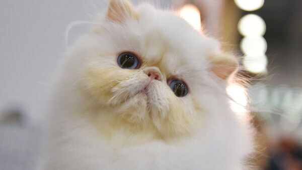 Выставка Кэтсбург 2017 - Sputnik Mundo