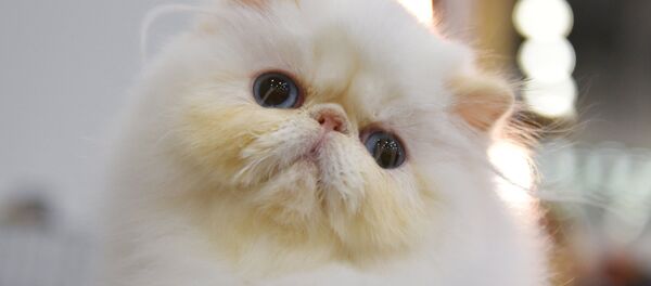 Выставка Кэтсбург 2017 - Sputnik Mundo