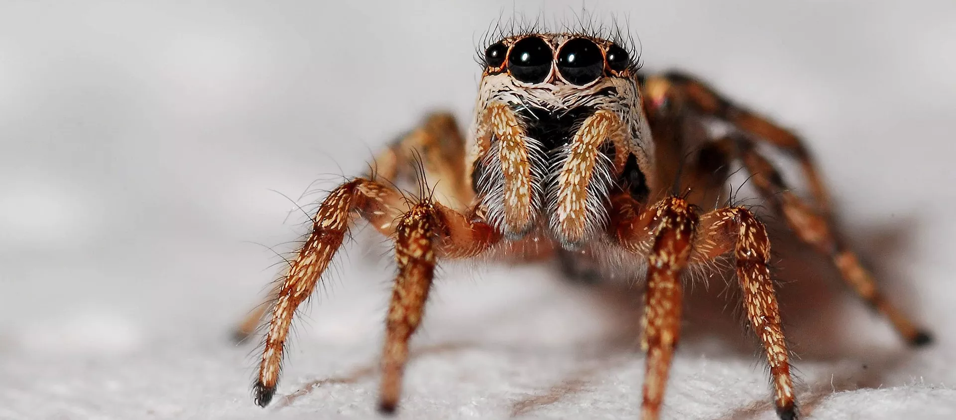 Una araña (archivo) Una araña (archivo) - Sputnik Mundo, 1920, 15.12.2020