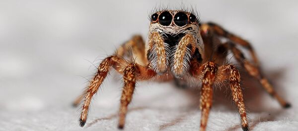 Una araña (archivo) - Sputnik Mundo