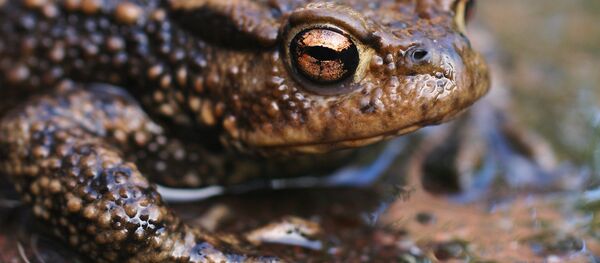 Sapo Sapo - Sputnik Mundo