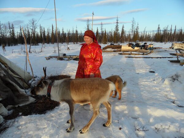 Una visita a los pueblos aborígenes de la península rusa de Yamal Una visita a los pueblos aborígenes de la península rusa de Yamal - Sputnik Mundo