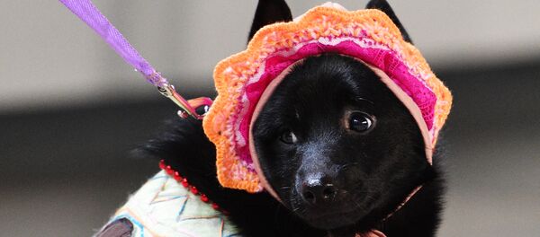 Perro (imagen) - Sputnik Mundo