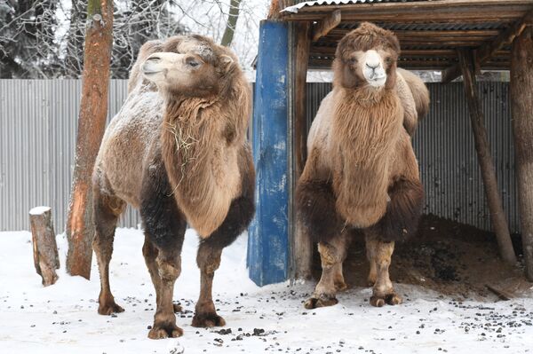 Un camello de dos jorobas - Sputnik Mundo