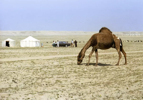 Un camello en Kuwait Un camello en Kuwait - Sputnik Mundo