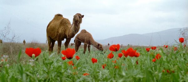 Camellos en Turkmenistán - Sputnik Mundo