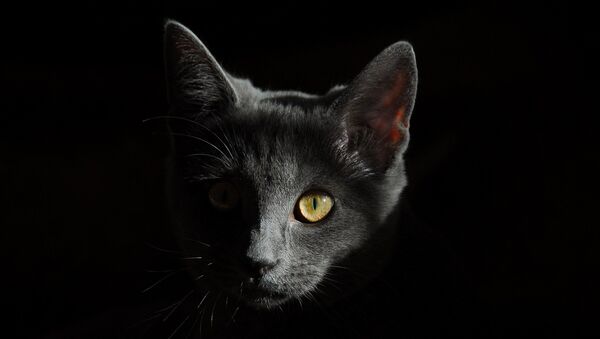 Gato - Sputnik Mundo