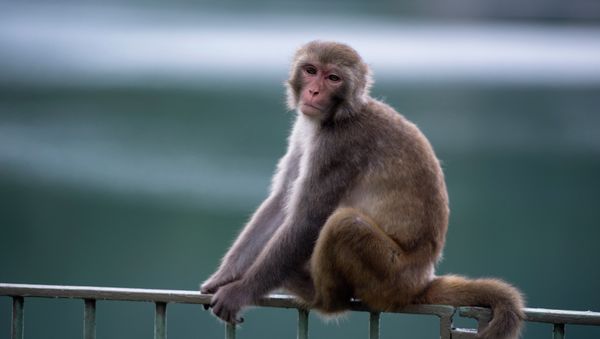 A macaque monkey sits on a fence in a country park in Hong Kong. A macaque monkey sits on a fence in a country park in Hong Kong. - Sputnik Mundo