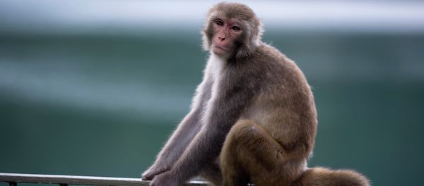A macaque monkey sits on a fence in a country park in Hong Kong. A macaque monkey sits on a fence in a country park in Hong Kong. - Sputnik Mundo