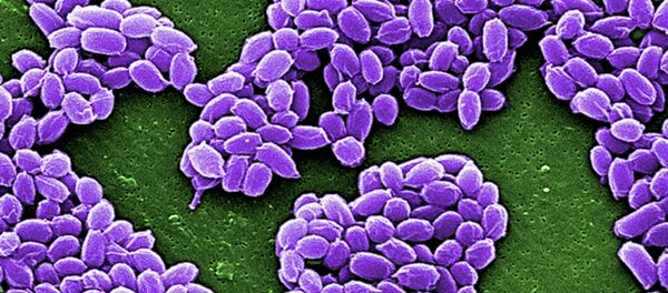 Spores from the Sterne strain of anthrax bacteria (Bacillus anthracis) are pictured in this handout scanning electron micrograph (SEM) obtained by Reuters May 28, 2015 - Sputnik Mundo