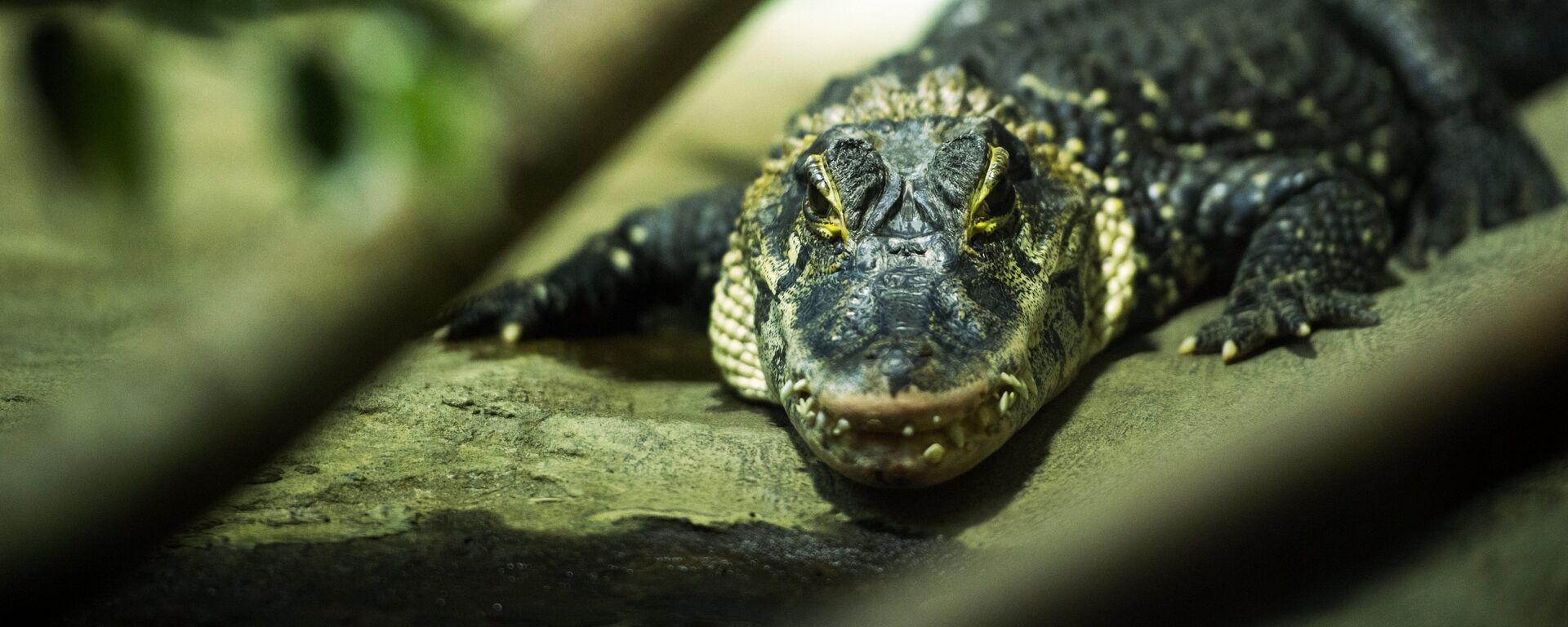 Caimán (imagen referencial) - Sputnik Mundo, 1920, 16.06.2021