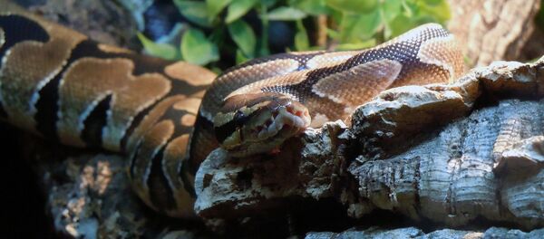 Pitón - Sputnik Mundo