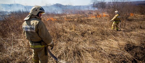 Los equipos de rescate comienzan a extinguir un incendio forestal - Sputnik Mundo