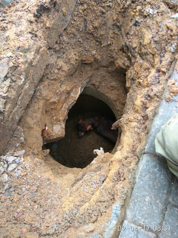 Perro salchicha desdichado - Sputnik Mundo