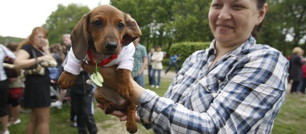 Perro salchicha (imagen referencial) - Sputnik Mundo