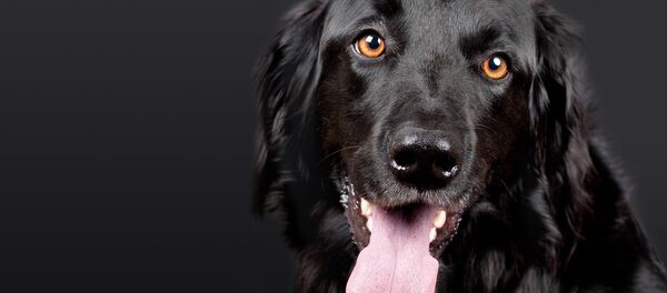 Un perro - Sputnik Mundo