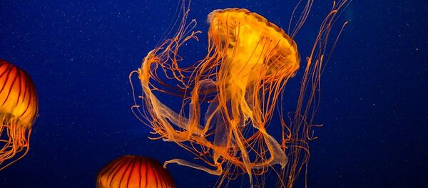 Medusas - Sputnik Mundo