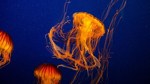 Medusas - Sputnik Mundo