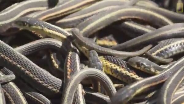 Thamnophis sirtalis Thamnophis sirtalis - Sputnik Mundo