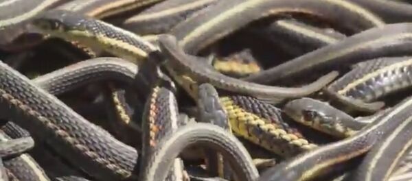 Thamnophis sirtalis - Sputnik Mundo