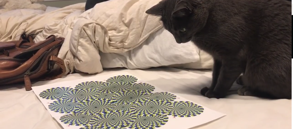 Una ilusión óptica vuelve loco a un gato - Sputnik Mundo