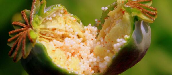 Las semillas de amapola - Sputnik Mundo