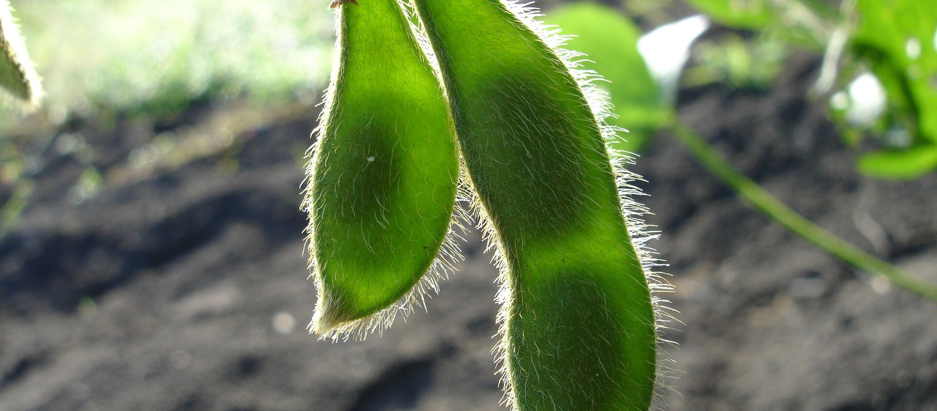 Soja - Sputnik Mundo, 1920, 03.12.2020