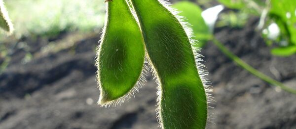 Soja - Sputnik Mundo