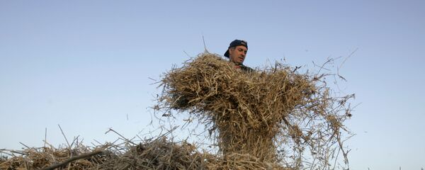 Cosecha de soja en Argentina (archivo) - Sputnik Mundo