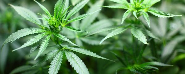 Cannabis (imagen referencial) - Sputnik Mundo