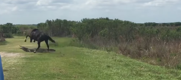Un caballo ataca a un aligátor en Florida Un caballo ataca a un aligátor en Florida - Sputnik Mundo
