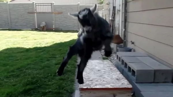 El parkour, el deporte de las cabras