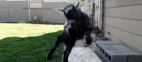 El parkour, el deporte de las cabras - Sputnik Mundo