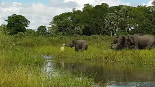 La emocionante pelea entre un elefante y un cocodrilo - Sputnik Mundo