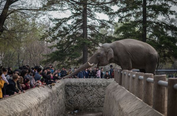 La primavera llega a Pyongyang - Sputnik Mundo