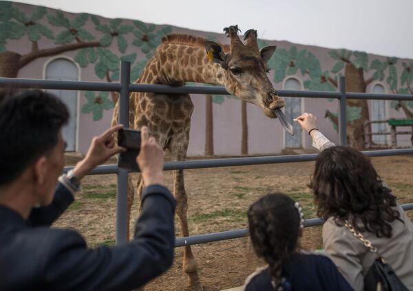 La primavera llega a Pyongyang - Sputnik Mundo
