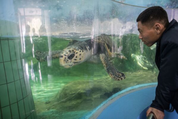 La primavera llega a Pyongyang - Sputnik Mundo