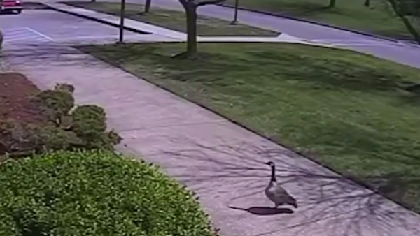 Un policía se enfrenta a un ganso 'karateka' - Sputnik Mundo