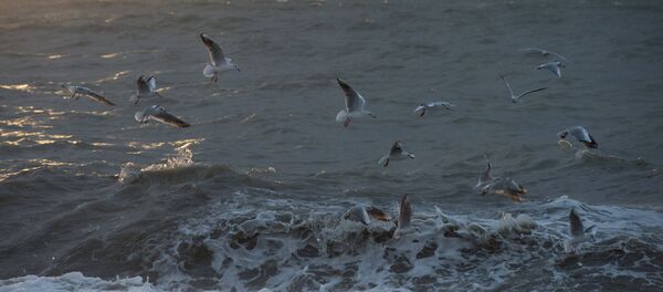 Mar Negro (imagen referencial) - Sputnik Mundo