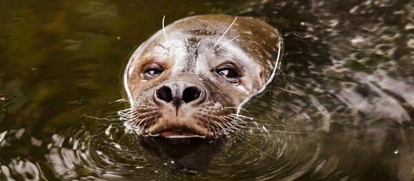 León marino - Sputnik Mundo