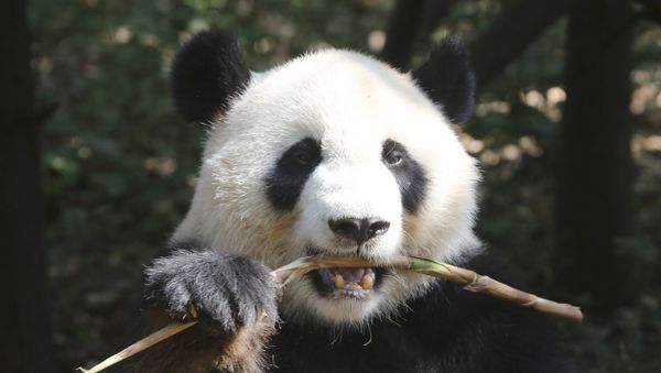 Oso panda Oso panda - Sputnik Mundo