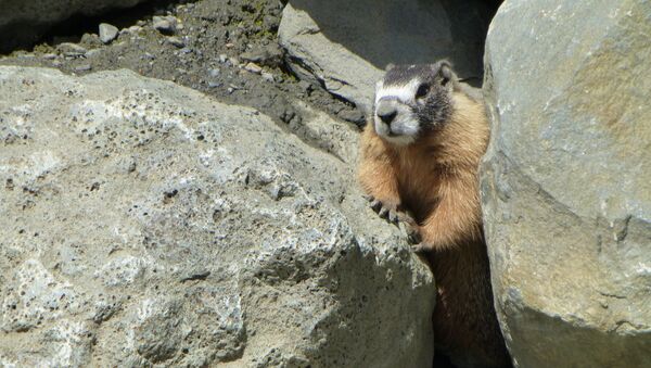 Un mamífero (archivo) - Sputnik Mundo