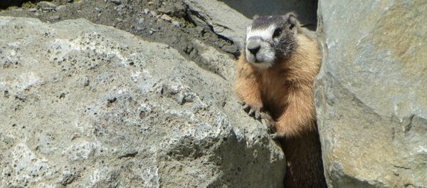 Un mamífero (archivo) - Sputnik Mundo