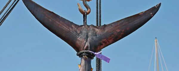 Cola de atún (imagen referencial) - Sputnik Mundo