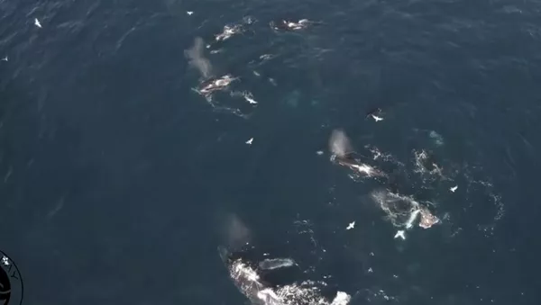 Orcas acuden a un banquete sangriento en la bahía de Monterrey - Sputnik Mundo