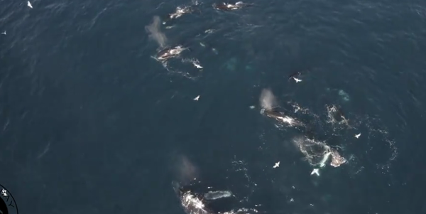 Orcas acuden a un banquete sangriento en la bahía de Monterrey - Sputnik Mundo