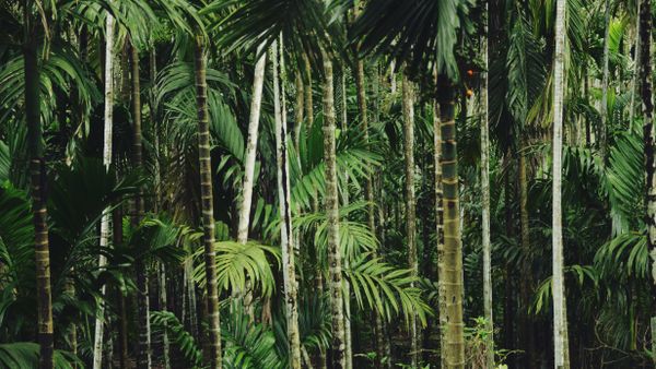 Jungla Jungla - Sputnik Mundo