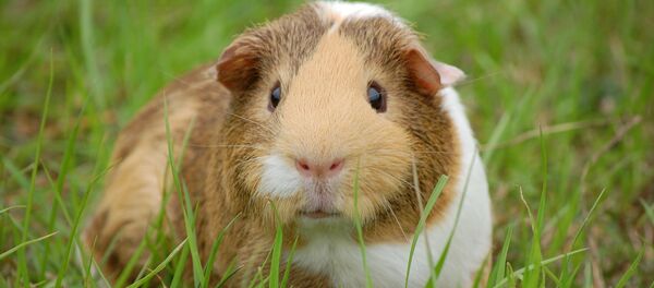 Un cuy (archivo) - Sputnik Mundo